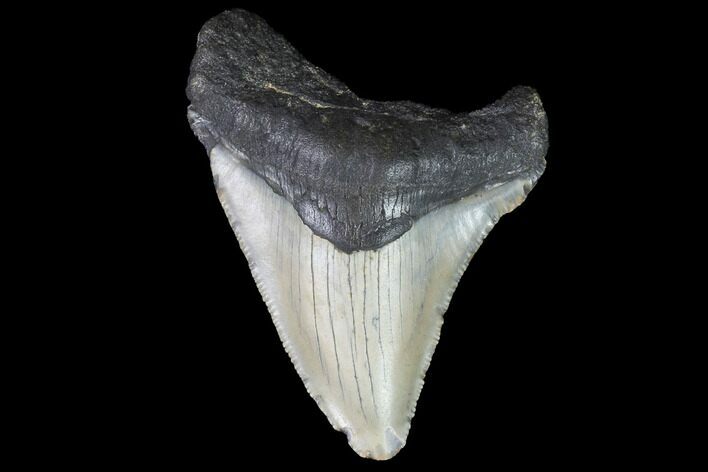 Fossil Megalodon Tooth - North Carolina #101243